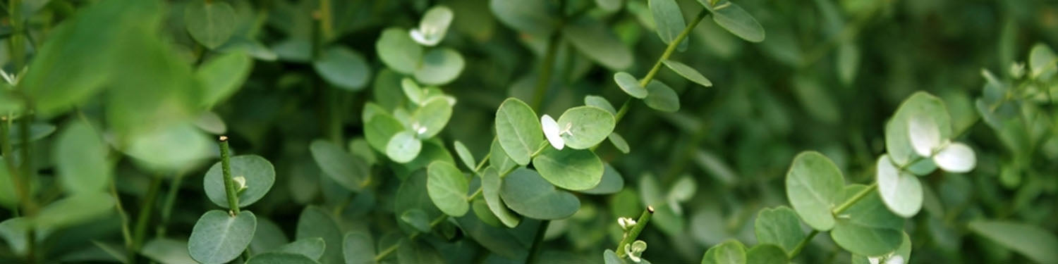 HERBAL & AROMATIC SCENT REFILLS